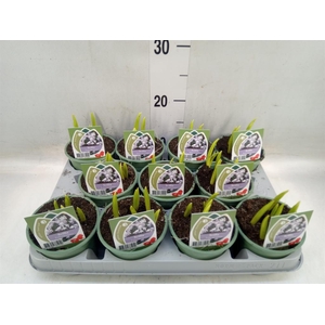 Scilla mischtschenkoana