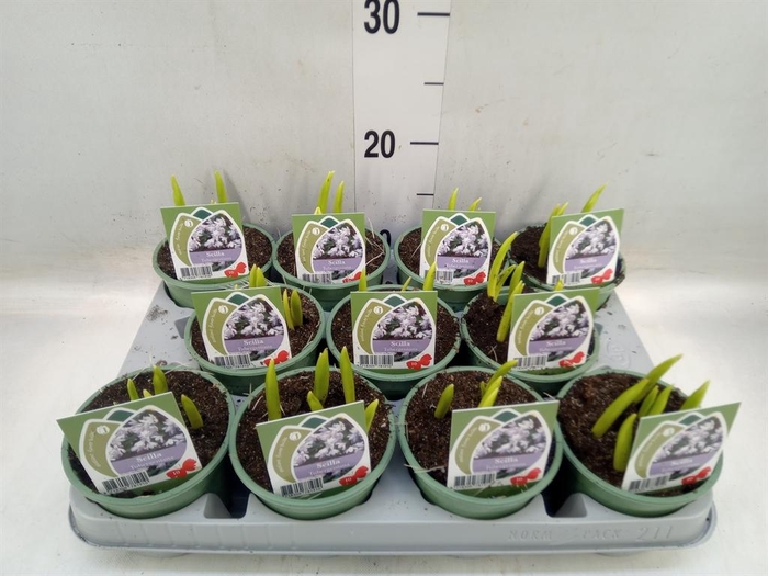 <h4>Scilla mischtschenkoana</h4>