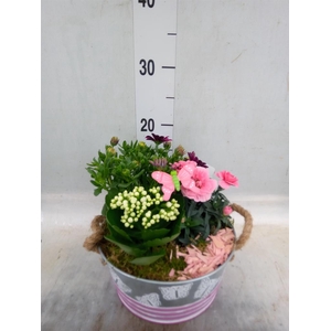 Arr.   Tuinplanten L%