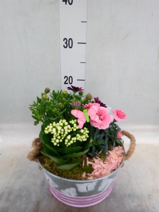 <h4>Arr.   Tuinplanten L%</h4>