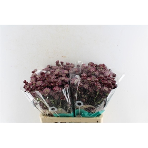 Astrantia Star Of Love Bordeaux
