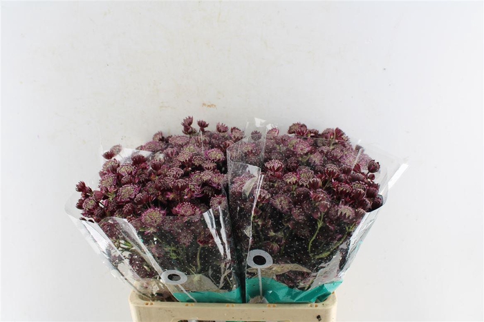 <h4>Astrantia Star Of Love Bordeaux</h4>