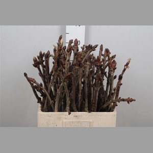 Aesculus Hippoc Tak