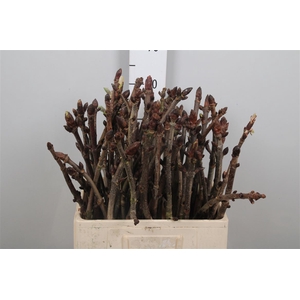 Aesculus Hippoc Tak