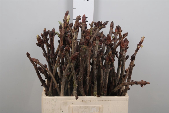 <h4>Aesculus Hippoc Tak</h4>