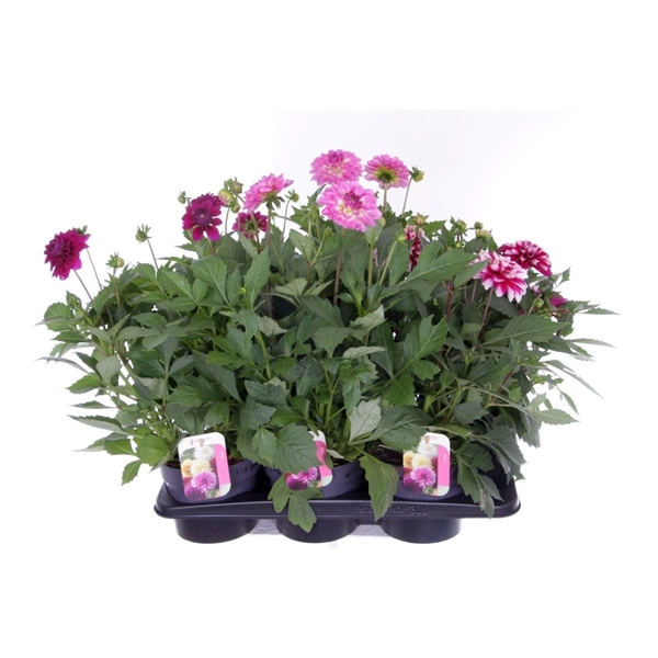<h4>Dahlia Pompon Beach mix</h4>