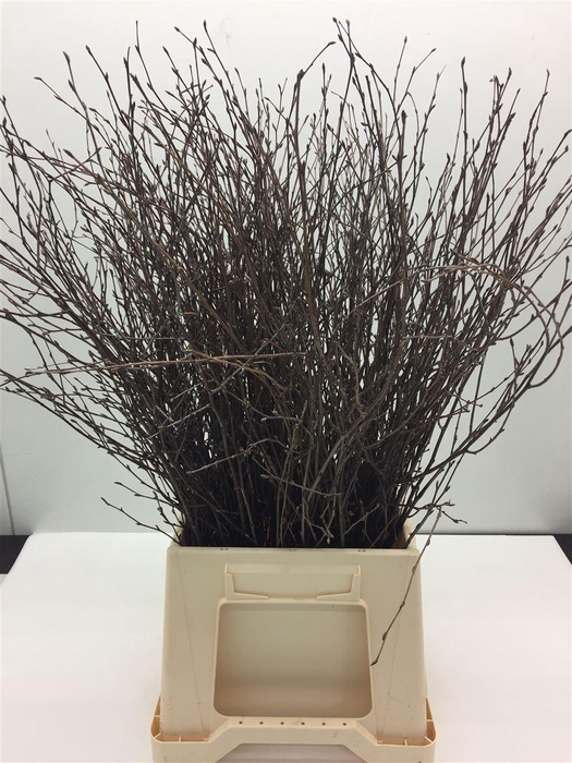 <h4>Berk Naturel 60 Cm</h4>