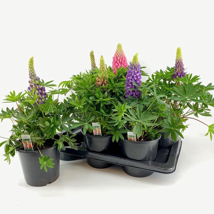 <h4>Lupine Longlife Flowering</h4>