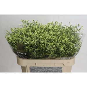 LIMONIUM SINENSIS CHINA LEMON*