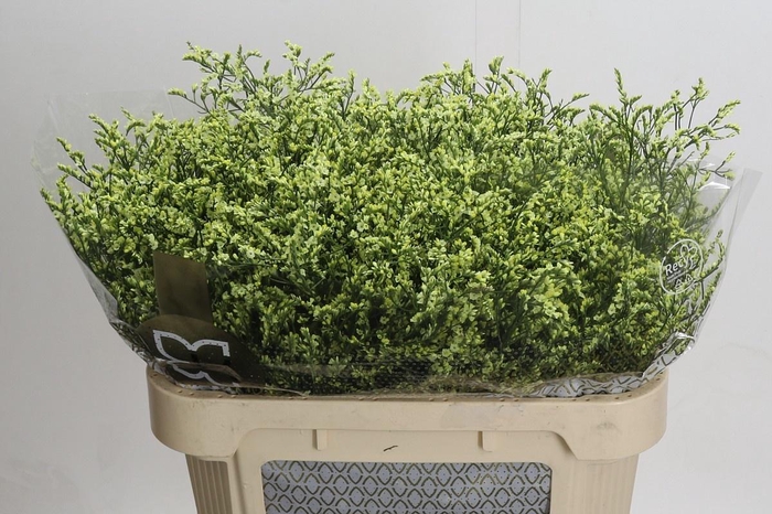 <h4>LIMONIUM SINENSIS CHINA LEMON*</h4>