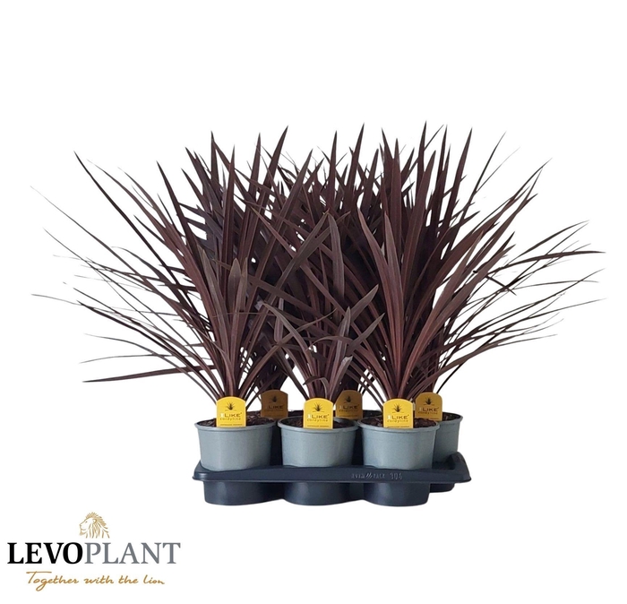 <h4>CORD AUS RED STAR</h4>