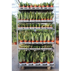 Sansevieria Mixkar 