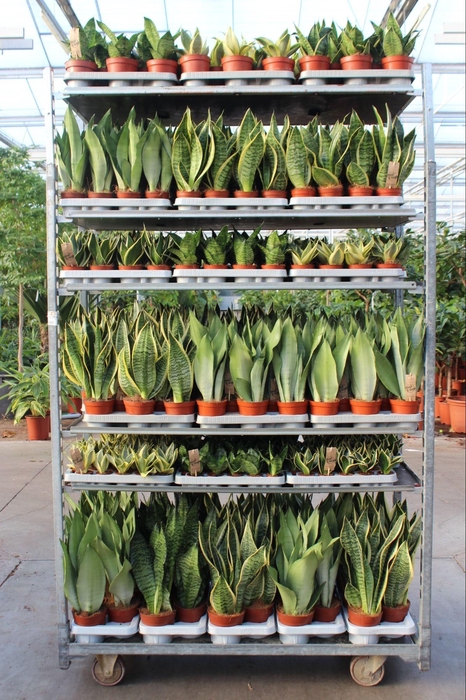 <h4>Sansevieria Mixkar "Rough & Tough"</h4>