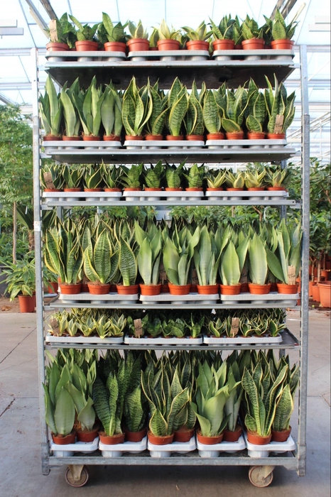 <h4>Sansevieria Mixkar "Rough & Tough"</h4>