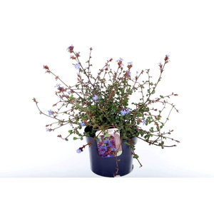 Ceratostigma plumbaginoides