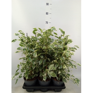 Ficus benja. 'Twilight'