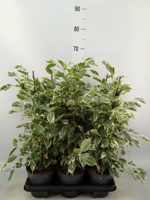 <h4>Ficus benja. 'Twilight'</h4>