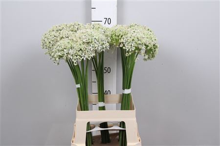 <h4>Allium nigrum</h4>