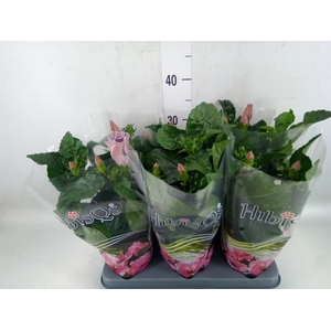 Hibiscus rosa-sin.   ...