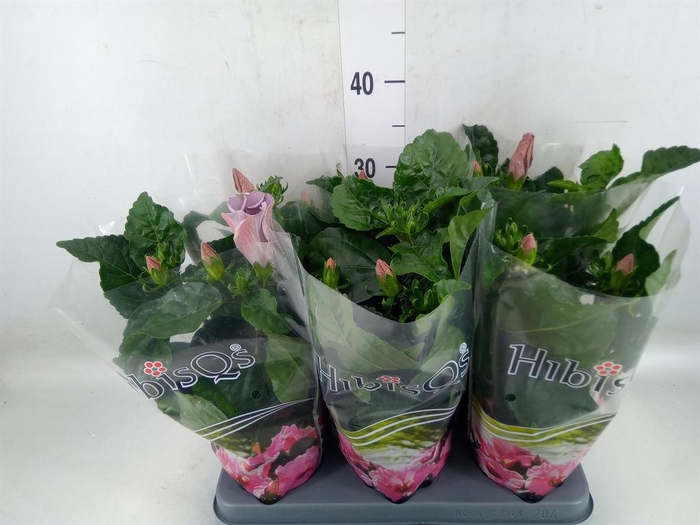 <h4>Hibiscus rosa-sin.   ...</h4>