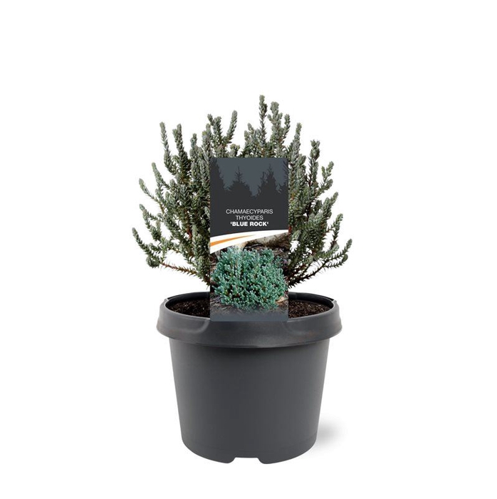 Chamaecyparis