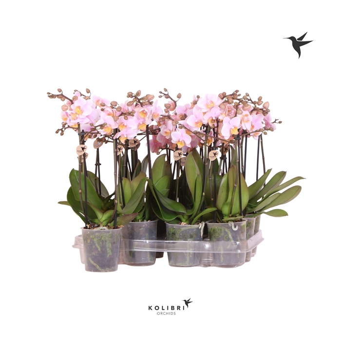 <h4>Kolibri Orchids Phalaenopsis Pink 2 spike</h4>