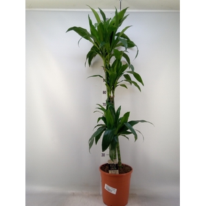 Dracaena frag. 'Janet Craig'