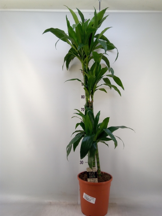 <h4>Dracaena frag. 'Janet Craig'</h4>