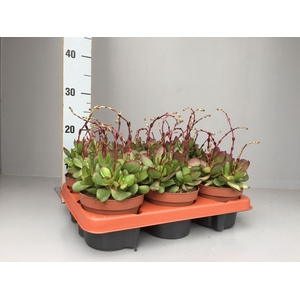 Crassula nudicaulis var. platyphyll