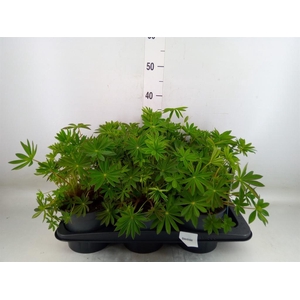 Lupinus polyp. 'Lupini Blue Shades'