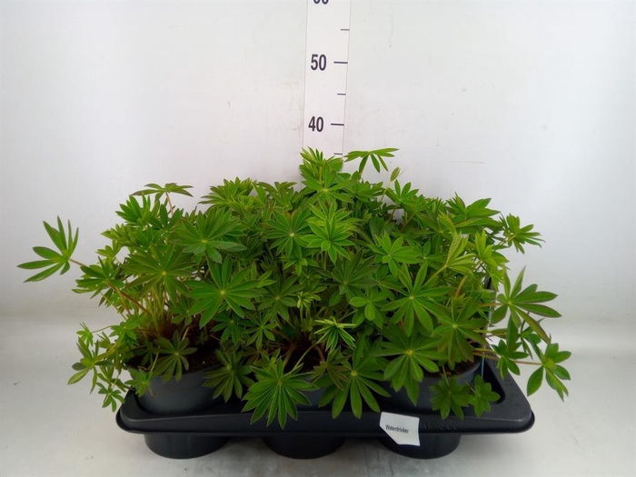 <h4>Lupinus polyp. 'Lupini Blue Shades'</h4>