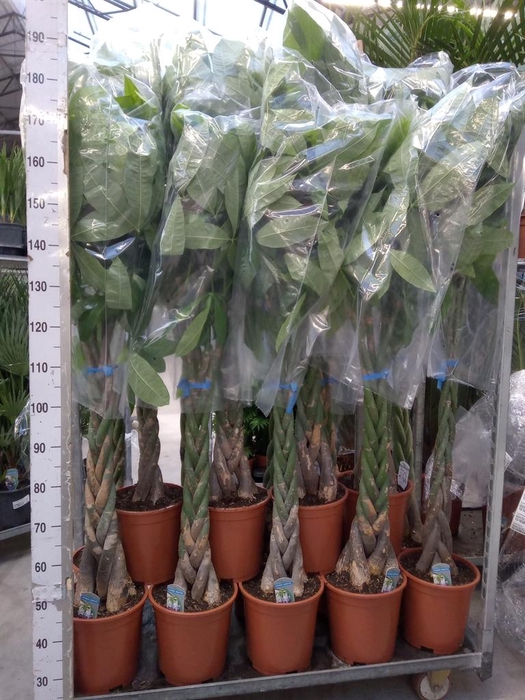 <h4>Pachira aquatica</h4>