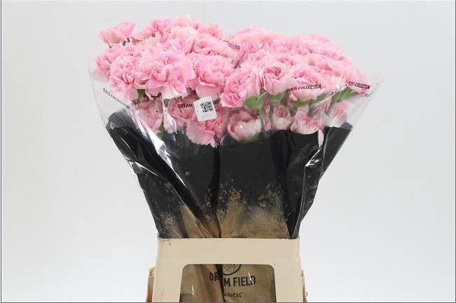 <h4>DI ST PASTEL CRIMEA</h4>