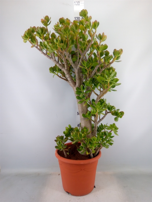 <h4>Crassula ovata</h4>