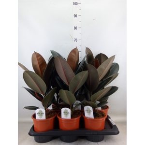 Ficus elastica 'Abidjan'