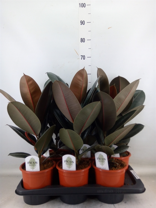 <h4>Ficus elastica 'Abidjan'</h4>