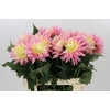 Dahlia Just Married