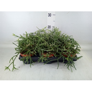 Rhipsalis pilocarpa