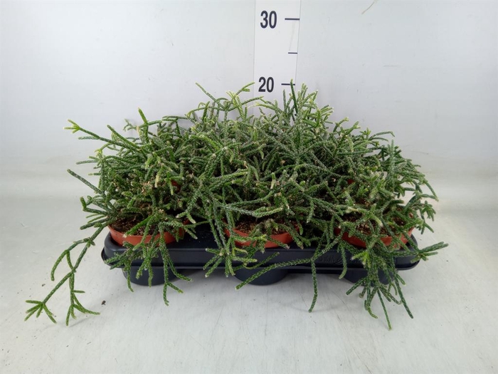 <h4>Rhipsalis pilocarpa</h4>