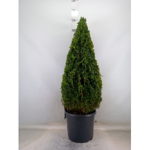 Buxus semp.   ...