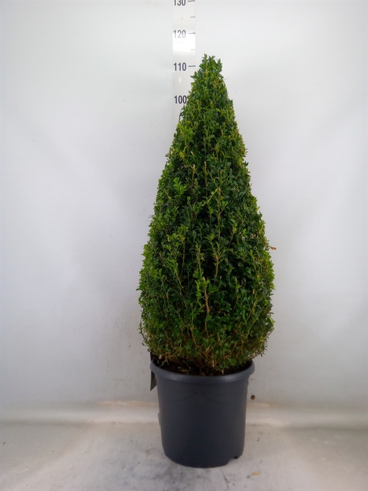 <h4>Buxus semp.   ...</h4>