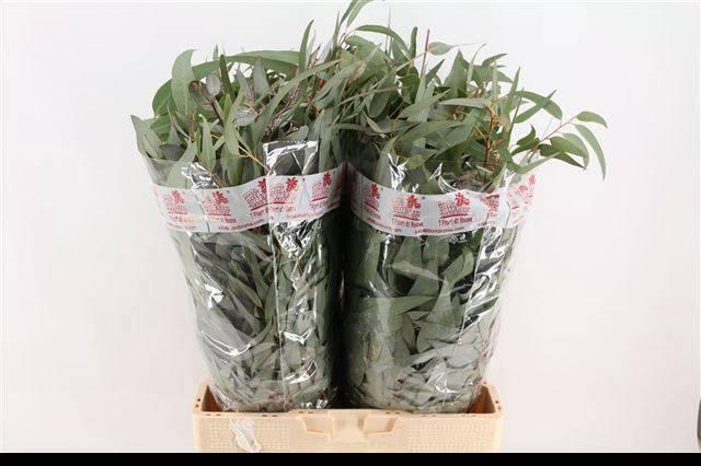 <h4>EUC PAUCIFLORA BS</h4>