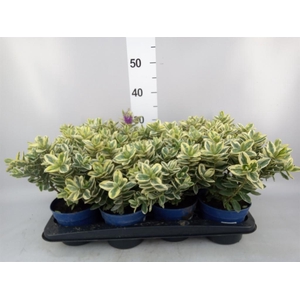 Hebe andersonii 'Variegata'