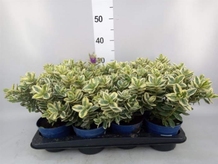 <h4>Hebe andersonii 'Variegata'</h4>