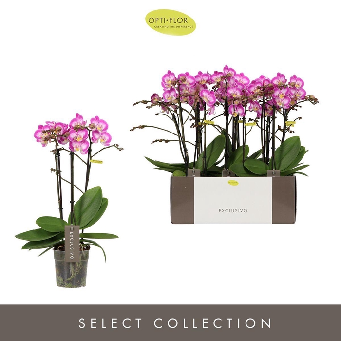 <h4>PHAL OPTI EXCLUSIVO CUPIDO 3 SPIKE</h4>