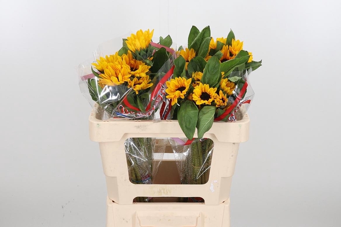 <h4>Heli Sunova</h4>