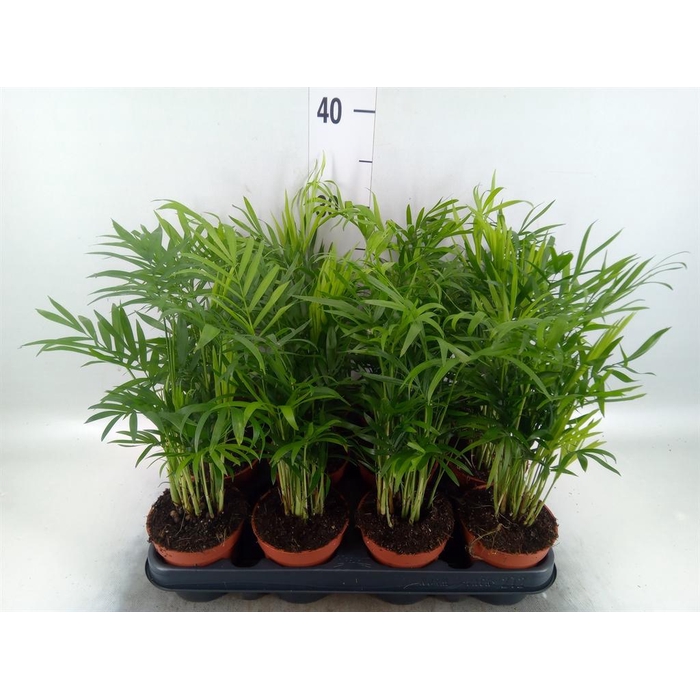 <h4>Chamaedorea elegans</h4>