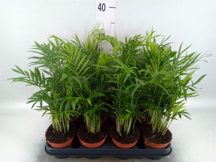 Chamaedorea elegans