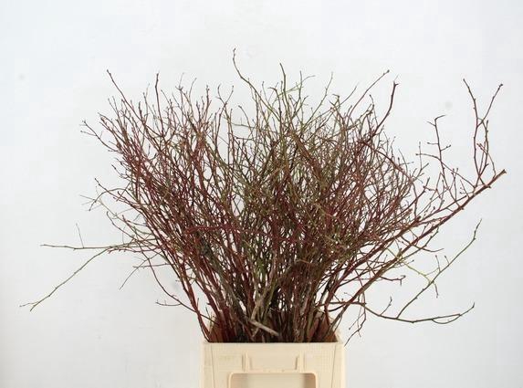 VACCINIUM(BOSBES) ROOD PER STEM 65/75CM
