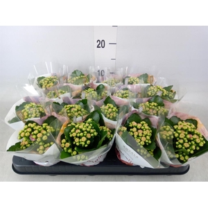 Kalanchoe blos. 'RosDon Alano'